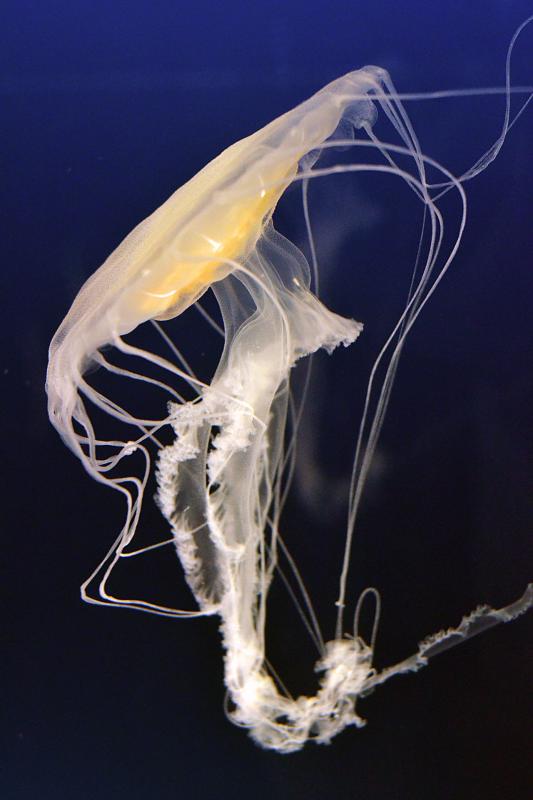 Qualle im Aquarium Osaka Qualle im Aquarium Osaka