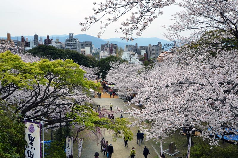 Kirschblüte in Fukuoka