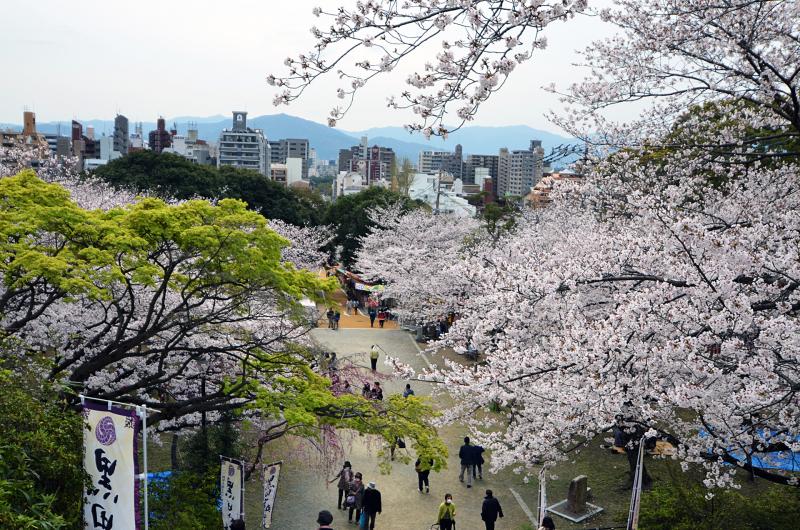 Kirschblüte in Fukuoka Kirschblüte in Fukuoka