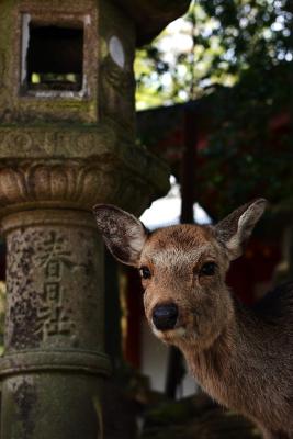 Neugieriges Reh im Park von Nara