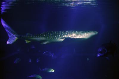 Walhai im Aquarium Osaka