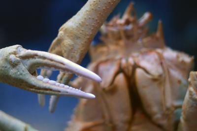 Riesige Spinnen-Krabbe im Aquarium Osaka Riesige Spinnen-Krabbe im Aquarium Osaka