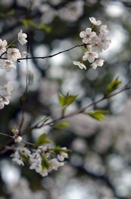 Kirschblüte in Fukuoka