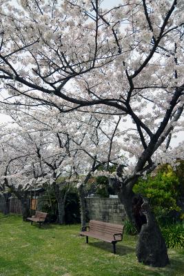 Kirschblüte in Fukuoka Kirschblüte in Fukuoka