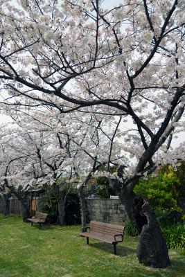 Kirschblüte in Fukuoka