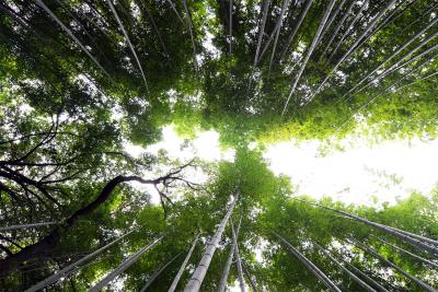 Bambuswald nahe Kyoto