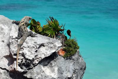 Ein Leguan sonnt sich am Strand